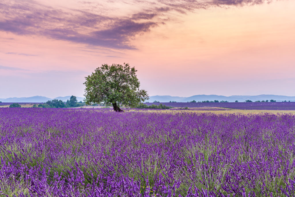 Un oeil sur la Nature | FRANCE – Provence : entre Ventoux et Lavandes