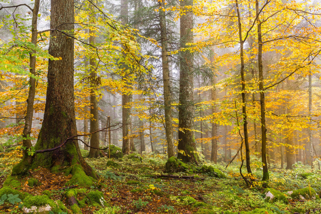 Un oeil sur la Nature | FRANCE – Photo-rando en Chartreuse