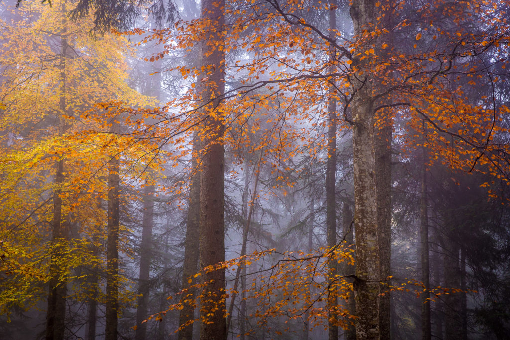 Un oeil sur la Nature | FRANCE – Photo-rando en Chartreuse