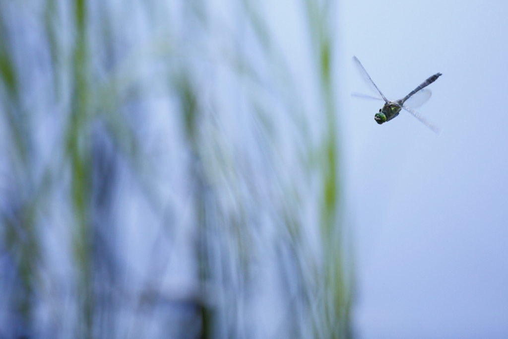 Un oeil sur la Nature | FRANCE – Effervescence en bords de rivières