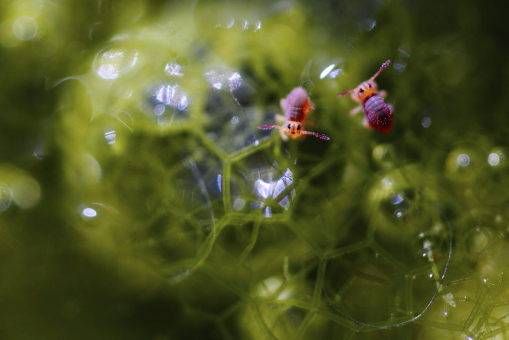Un oeil sur la Nature | FRANCE – Effervescence en bords de rivières