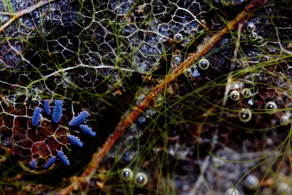 Un oeil sur la Nature | FRANCE – Effervescence en bords de rivières