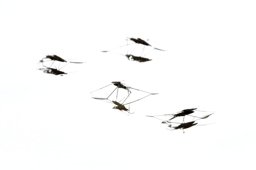 Un oeil sur la Nature | FRANCE – Effervescence en bords de rivières