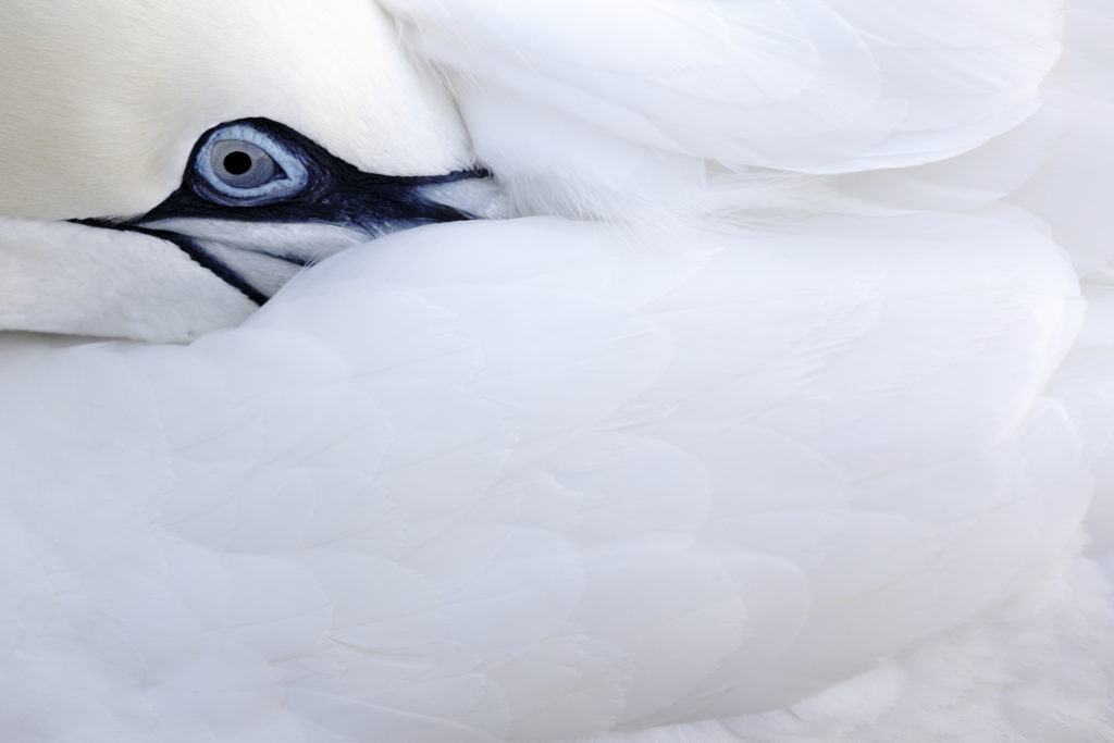 Un oeil sur la Nature | ÉCOSSE – Les oiseaux marins de la Côte Est