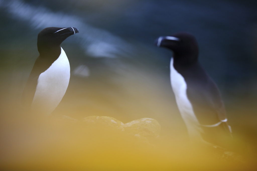 Un oeil sur la Nature | ÉCOSSE – Les oiseaux marins de la Côte Est