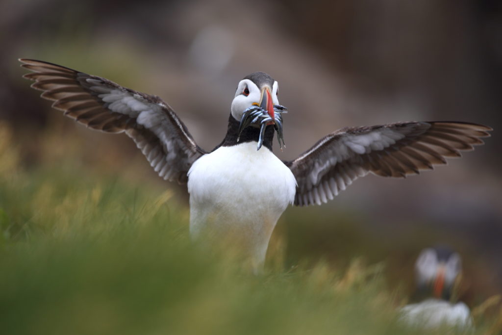 Un oeil sur la Nature | ÉCOSSE – Les oiseaux marins de la Côte Est