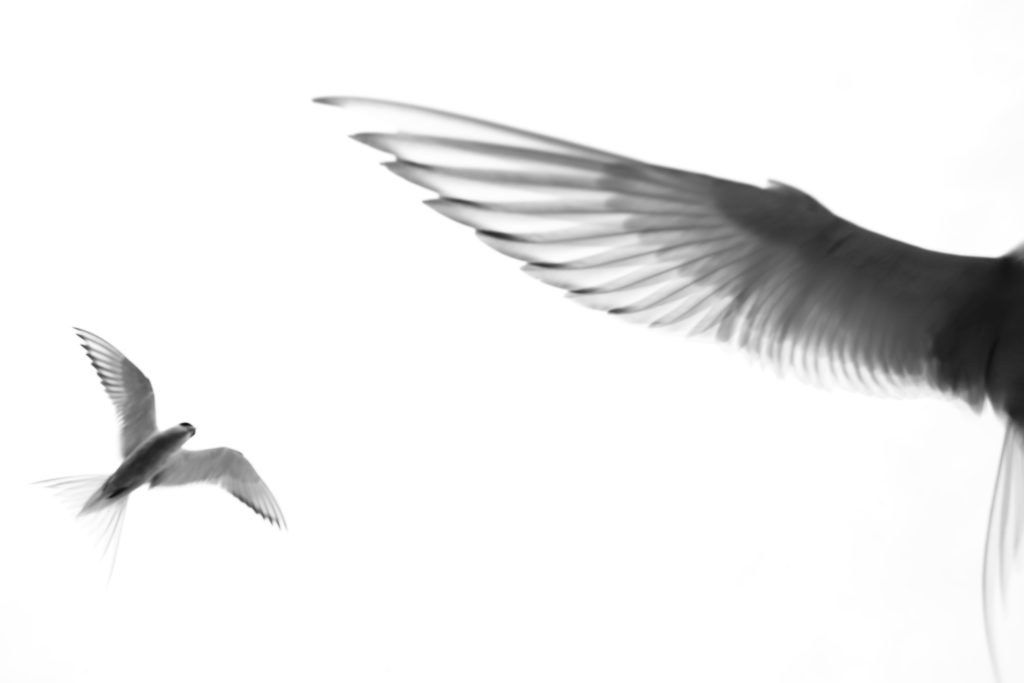 Un oeil sur la Nature | ÉCOSSE – Les oiseaux marins de la Côte Est