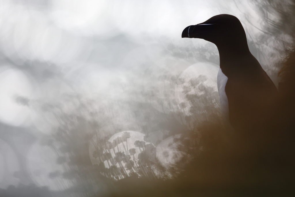 Un oeil sur la Nature | ÉCOSSE – Les oiseaux marins de la Côte Est