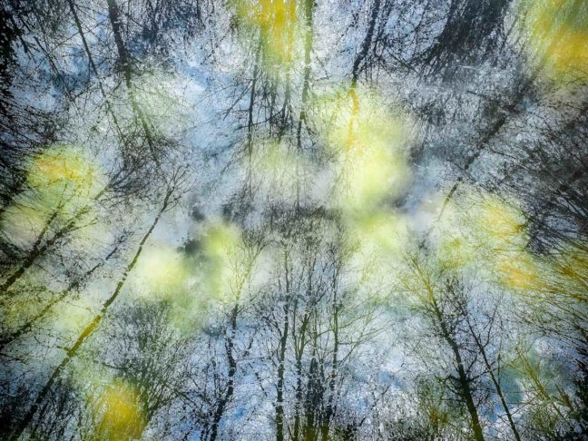 forêt en surimpression