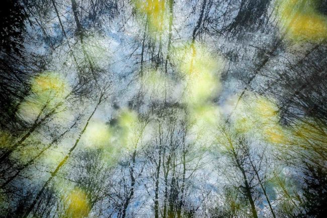 forêt en surimpression