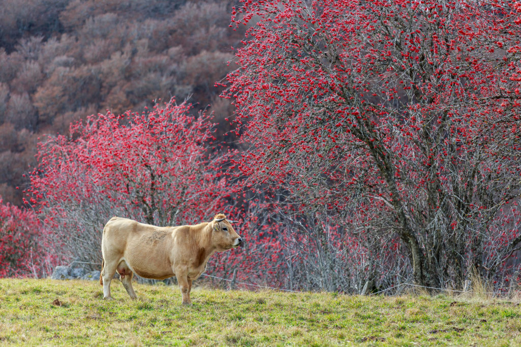 Un oeil sur la Nature | FRANCE – L’Aubrac en automne