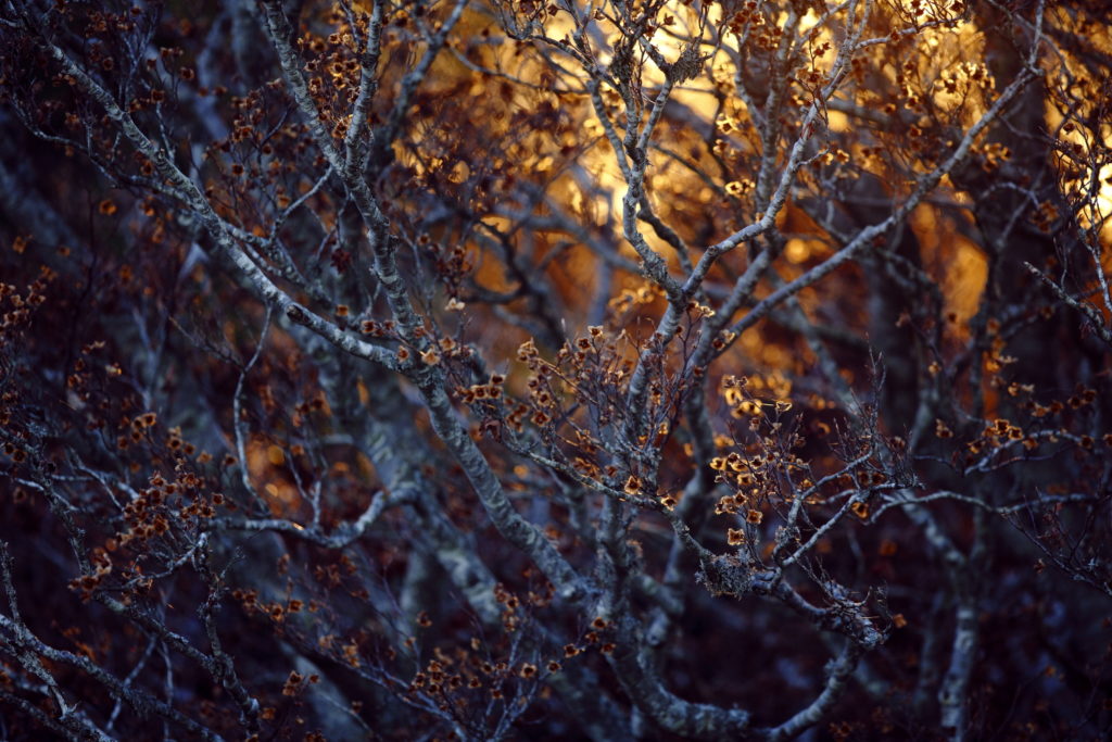 Un oeil sur la Nature | FRANCE – Ambiances automnales en Cévennes