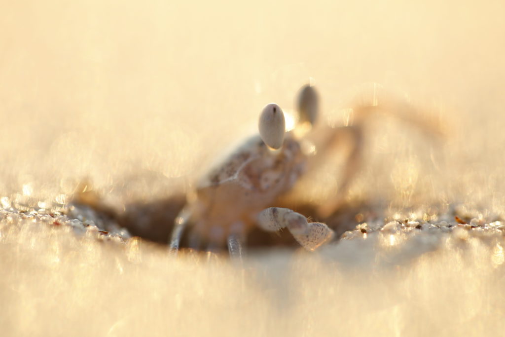 Un oeil sur la Nature | FRANCE – 100m²