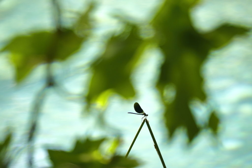 Un oeil sur la Nature | FRANCE – 100m²