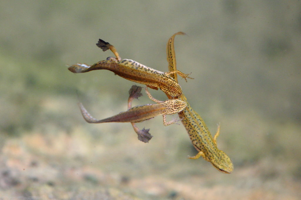 Un oeil sur la Nature | FRANCE – Amphibiens nocturnes