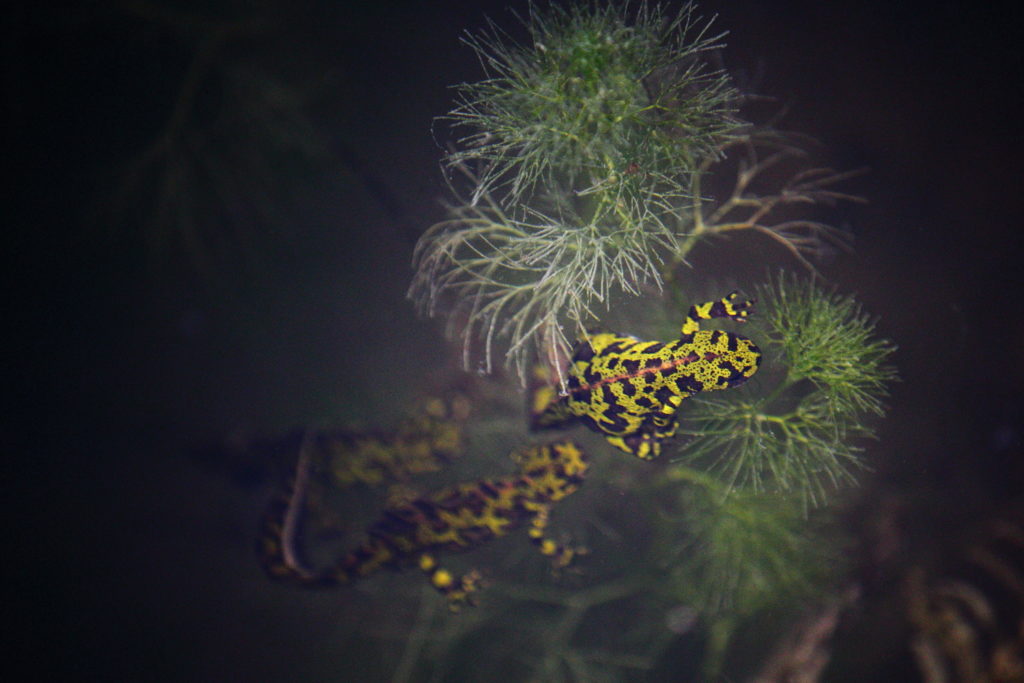 Un oeil sur la Nature | FRANCE – Amphibiens nocturnes