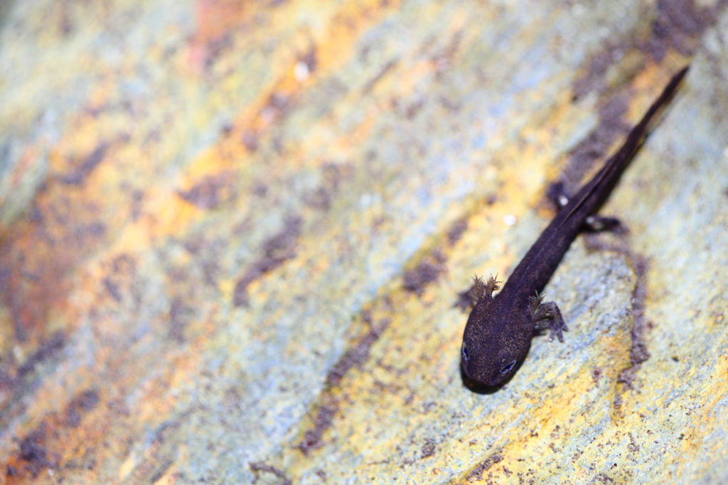 Un oeil sur la Nature | FRANCE – Amphibiens nocturnes