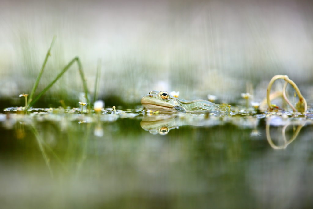 Un oeil sur la Nature | FRANCE – Amphibiens nocturnes