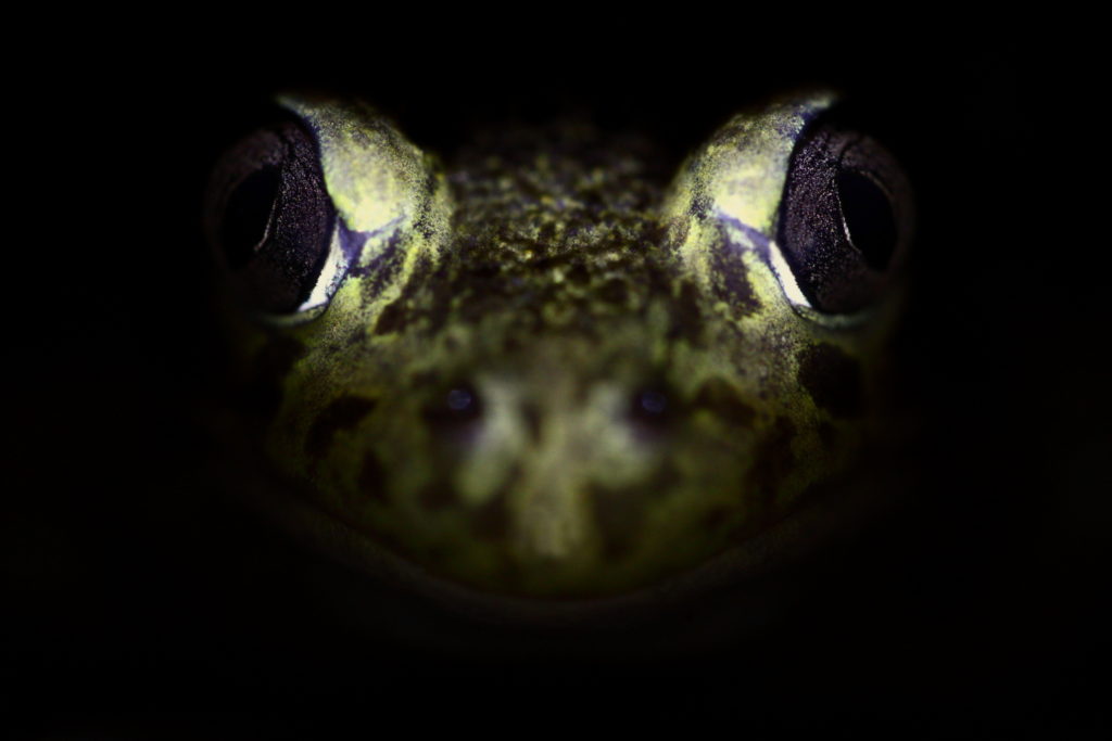 Un oeil sur la Nature | FRANCE – Amphibiens nocturnes