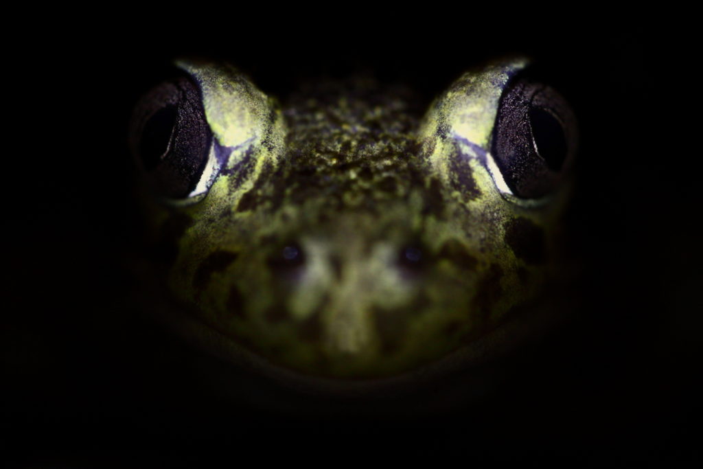 Un oeil sur la Nature | FRANCE – Amphibiens nocturnes