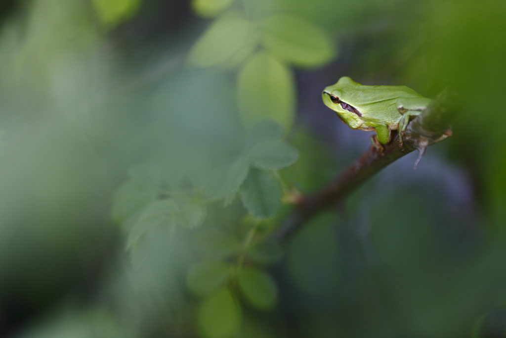 Un oeil sur la Nature | FRANCE – Amphibiens nocturnes