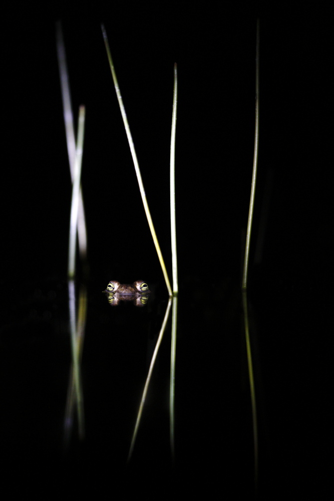 Un oeil sur la Nature | FRANCE – Amphibiens nocturnes