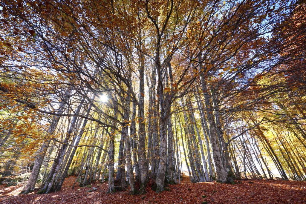 Un oeil sur la Nature | FRANCE – Ambiances automnales en Cévennes