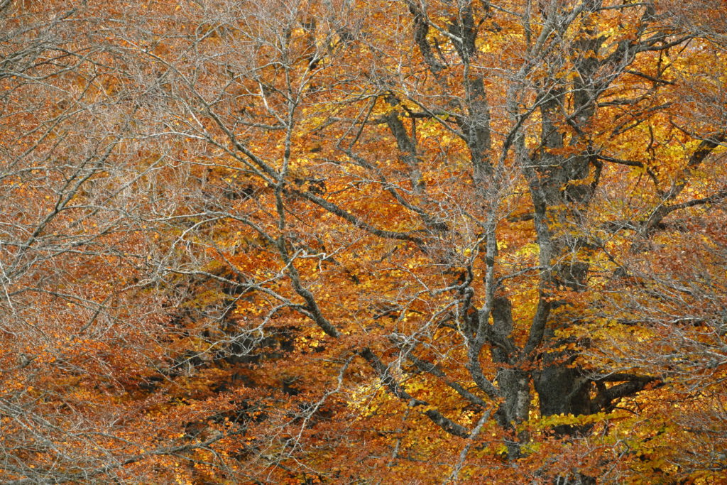 Un oeil sur la Nature | FRANCE – Ambiances automnales en Cévennes