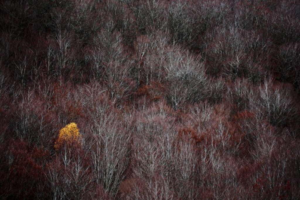 Un oeil sur la Nature | FRANCE – Ambiances automnales en Cévennes