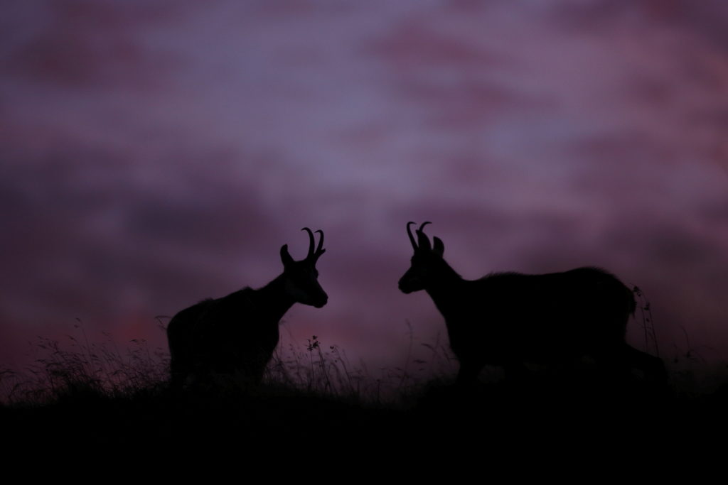 Un oeil sur la Nature | FRANCE – Dans l’univers du chamois des Vosges