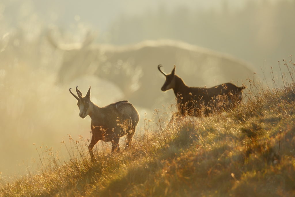Un oeil sur la Nature | FRANCE – Dans l’univers du chamois des Vosges