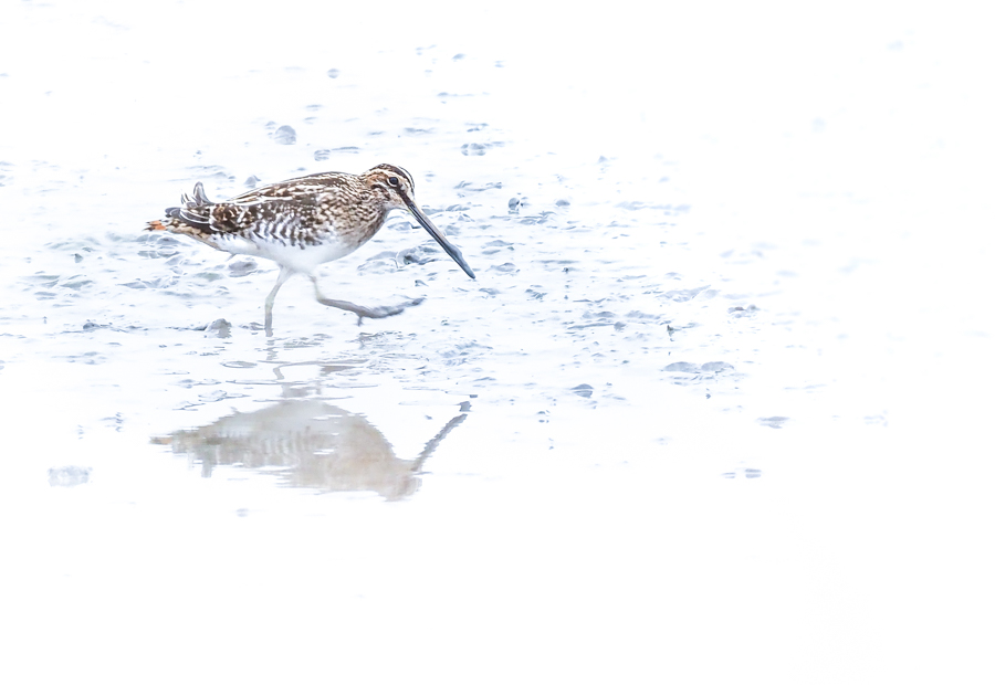 Oiseaux en stage photo camargue