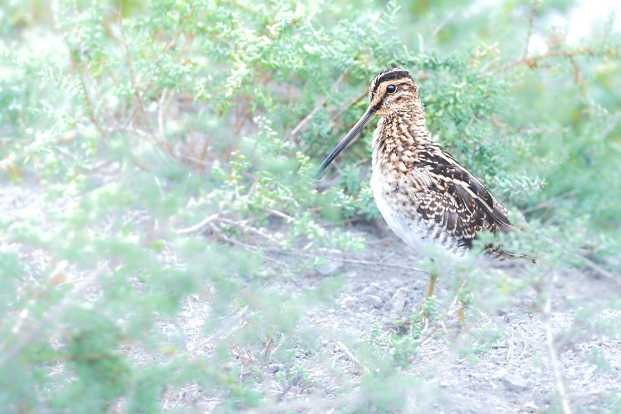 Becassine en stage photo camargue