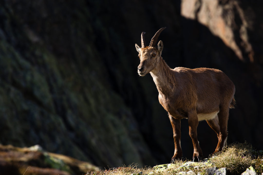 Un oeil sur la Nature | FRANCE-ITALIE-SUISSE – Géants des Alpes