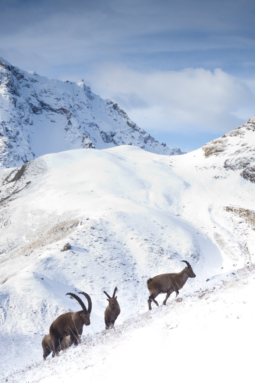 Stage photo Rut du bouquetin / Alpes