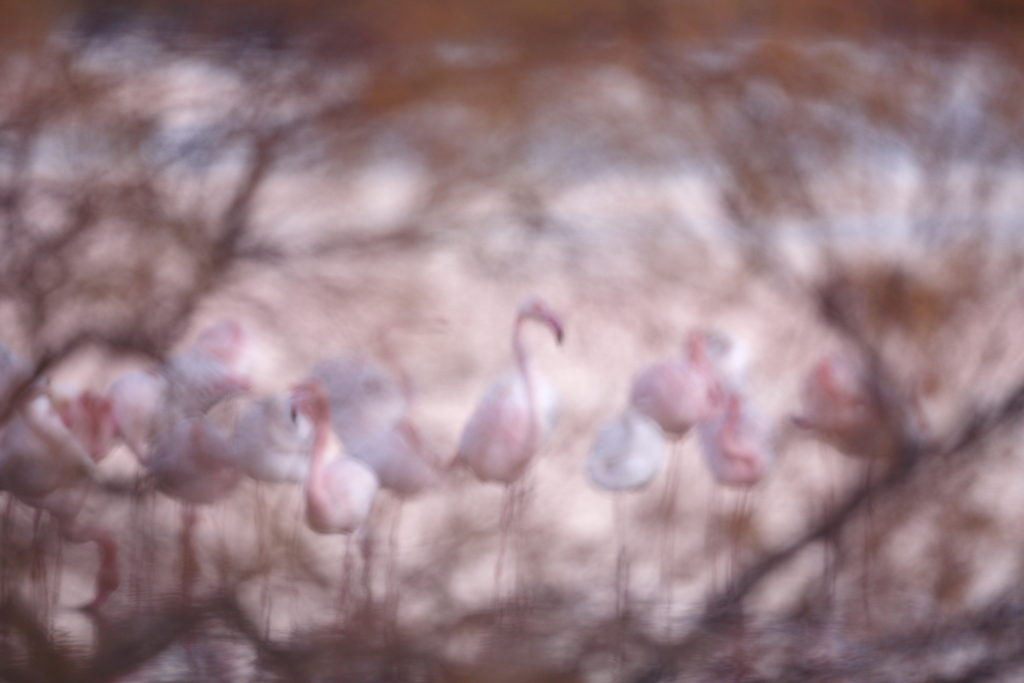 Un oeil sur la Nature | FRANCE – La parade du flamant rose