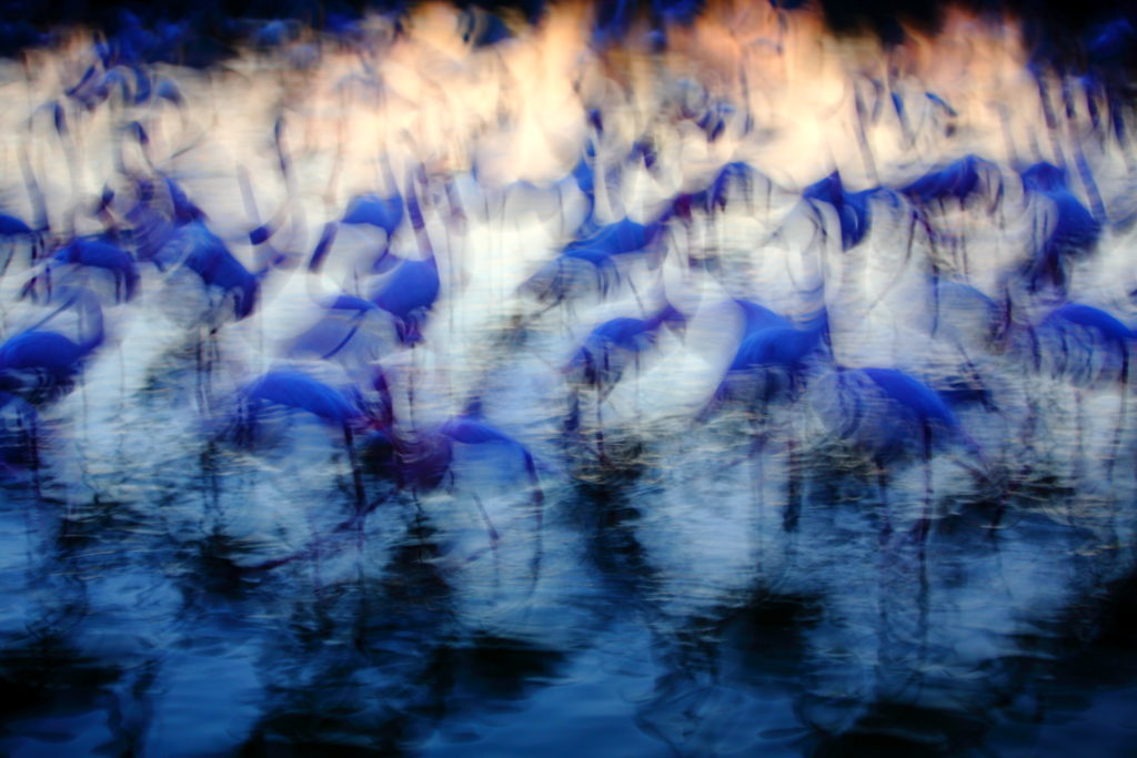 Un oeil sur la Nature | FRANCE – La parade du flamant rose