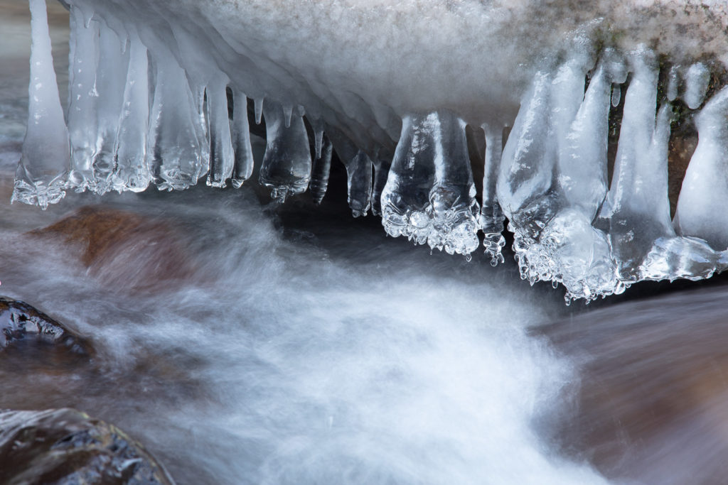 Un oeil sur la Nature | FRANCE – Bauges secrètes en hiver