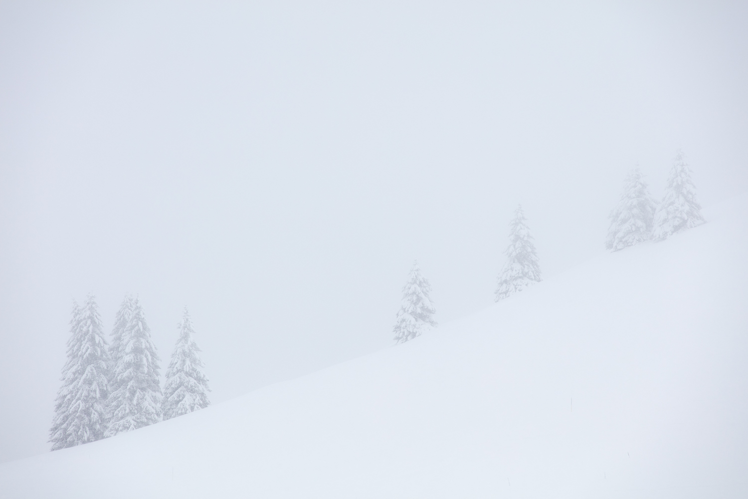 graphisme des sapins dans le brouillard, en stage photo dans les Bauges