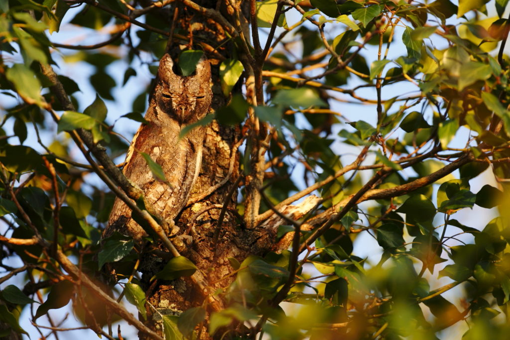 Un oeil sur la Nature | FRANCE – Oiseaux méditerranéens