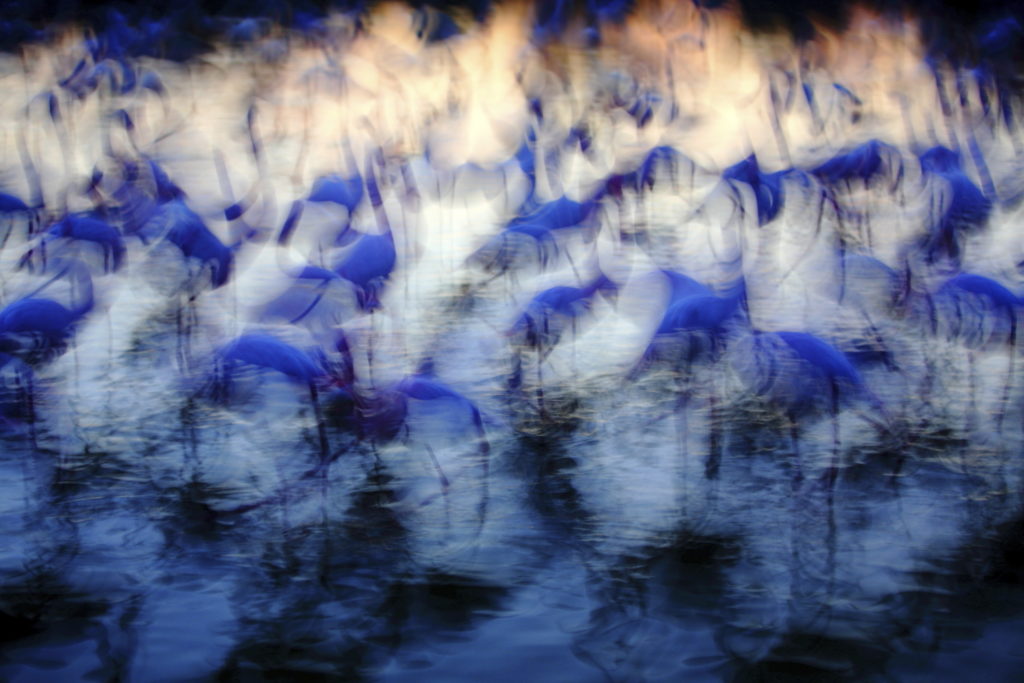 Un oeil sur la Nature | FRANCE – Oiseaux méditerranéens