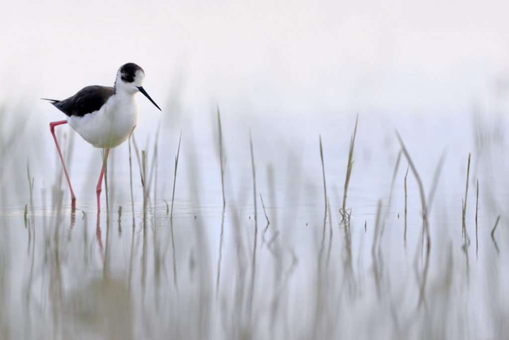 Un oeil sur la Nature | FRANCE – Oiseaux méditerranéens