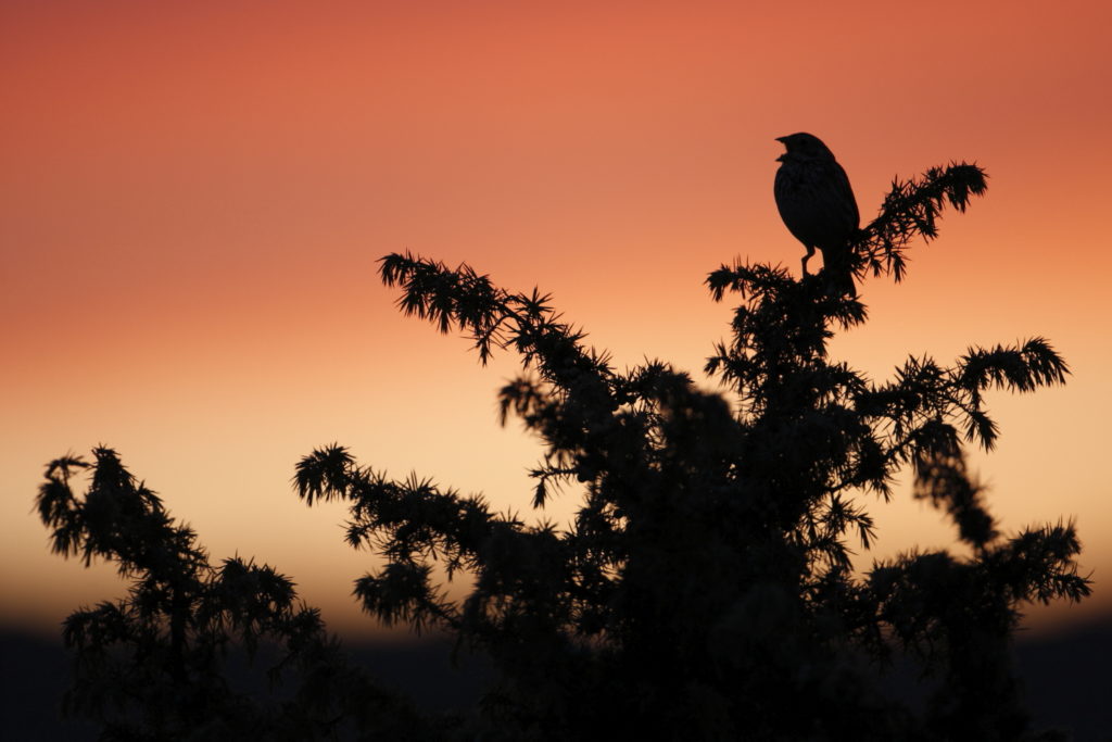 Un oeil sur la Nature | FRANCE – Oiseaux méditerranéens