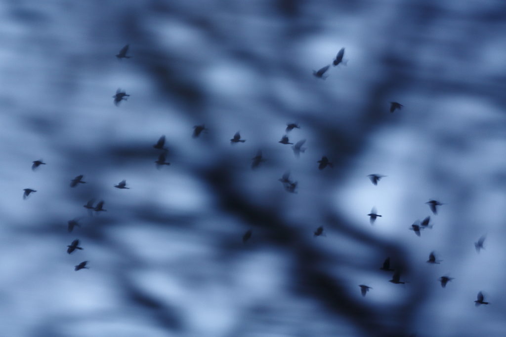 Un oeil sur la Nature | FRANCE – Oiseaux méditerranéens