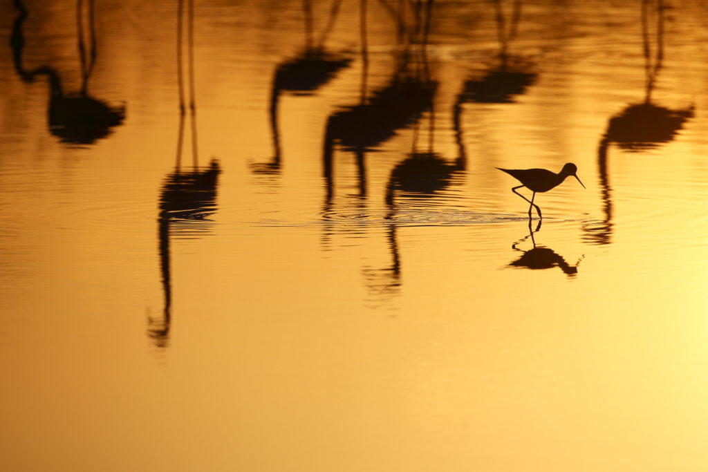 Un oeil sur la Nature | FRANCE – Oiseaux méditerranéens