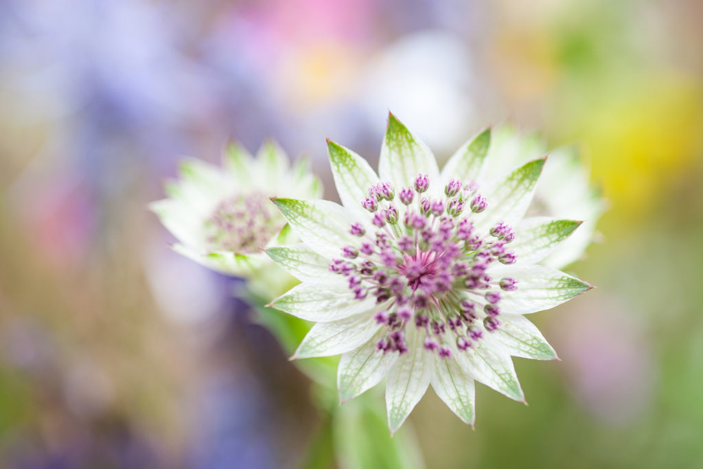 Un oeil sur la Nature | FRANCE – Papillons et fleurs de montagne