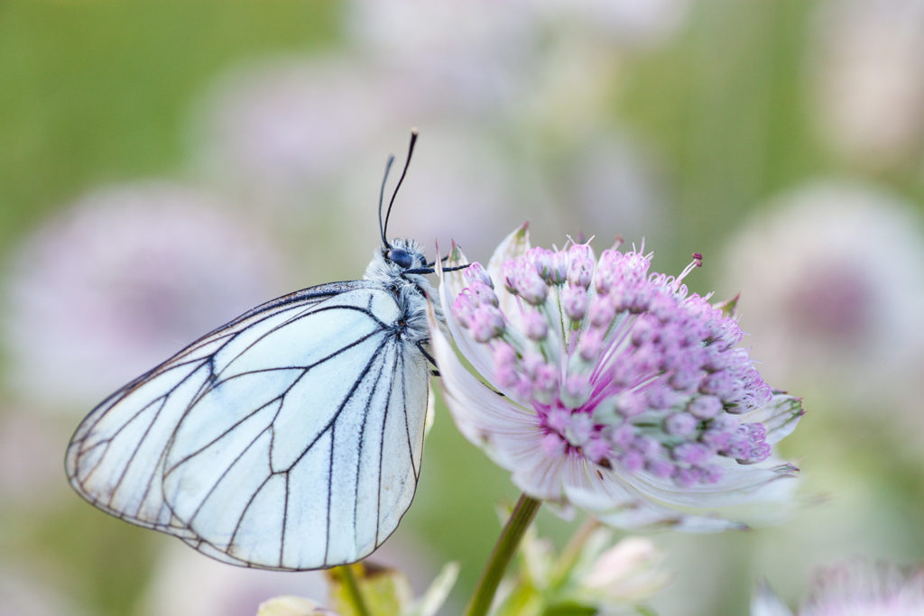 Un oeil sur la Nature | FRANCE – Papillons et fleurs de montagne