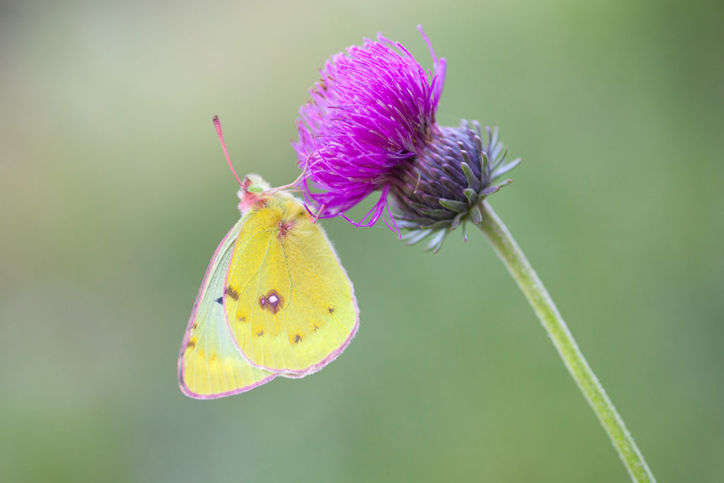 Un oeil sur la Nature | FRANCE – Papillons et fleurs de montagne