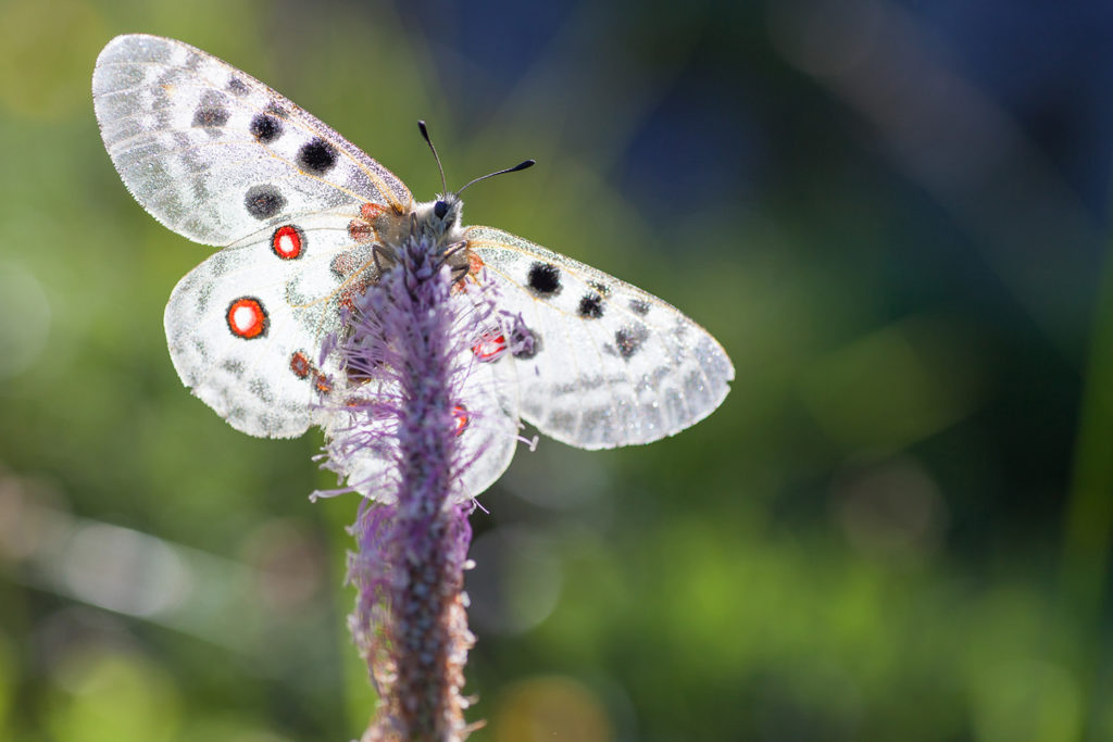 Un oeil sur la Nature | FRANCE – Papillons et fleurs de montagne