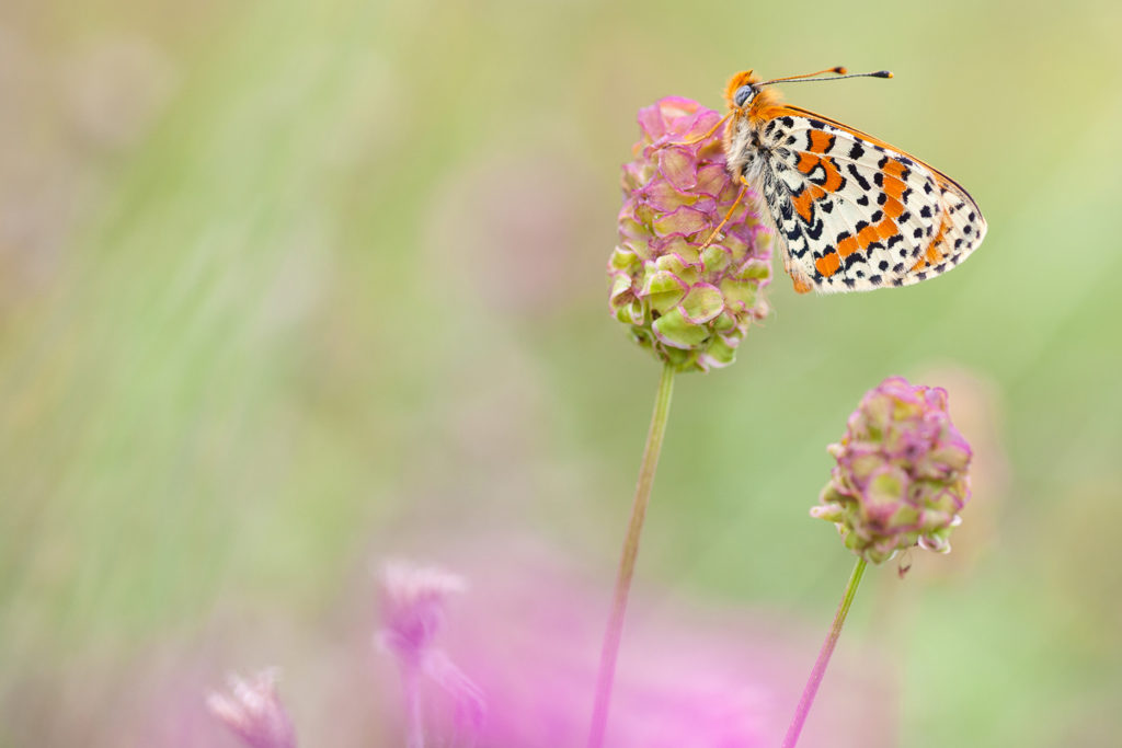 Un oeil sur la Nature | FRANCE – Papillons et fleurs de montagne